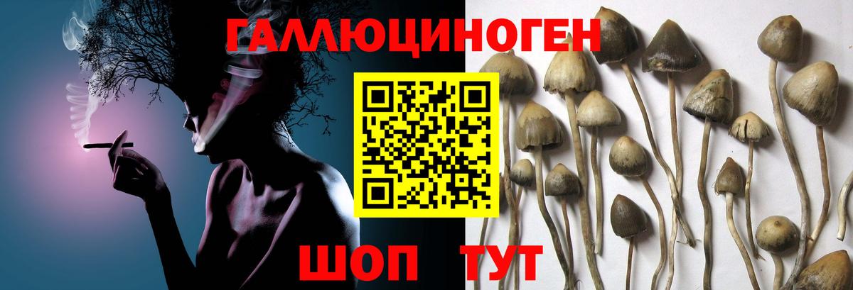 дарнет шоп  Вход с VPN  Междуреченск  Псилоцибиновые грибы Cubensis 